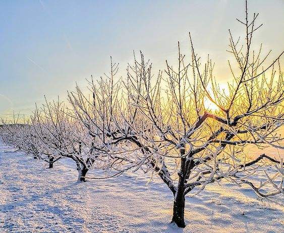 3- Sfaturi utile pentru realizarea tratamentelor adecvate pomilor pentru sezonul rece